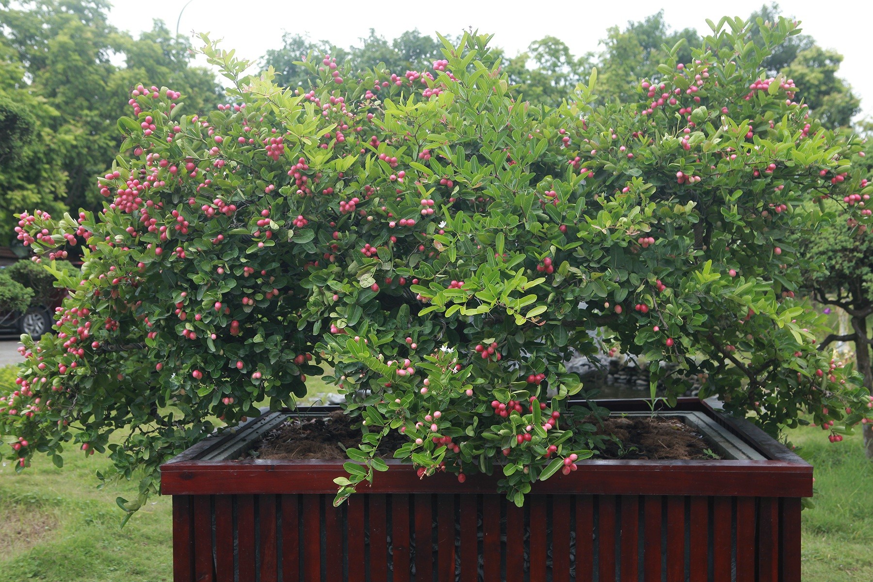 Cây ăn quả quen thuộc lên chậu thành bonsai: Giá tiền tỷ, mang may mắn và tài lộc Cây ăn quả quen thuộc lên chậu thành bonsai: Giá tiền tỷ, mang may mắn và tài lộc