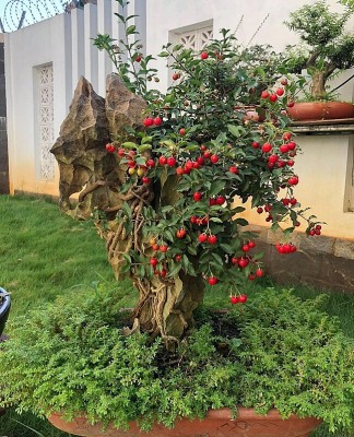 Cây ăn quả quen thuộc lên chậu thành bonsai: Giá tiền tỷ, mang may mắn và tài lộc