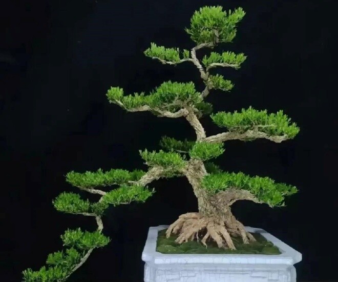 3 loại cây “trấn trạch” đẹp hơn cả trầu bà, trồng một cây hưởng phúc nhiều đời 3 loại cây “trấn trạch” đẹp hơn cả trầu bà, trồng một cây hưởng phúc nhiều đời