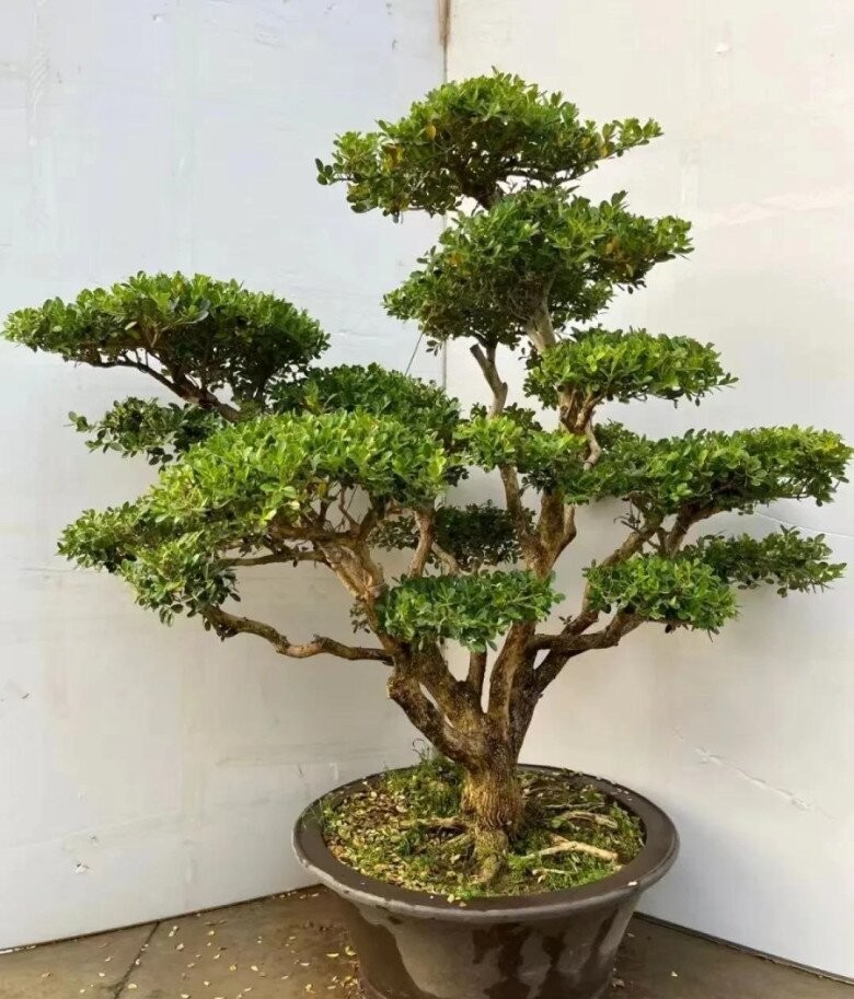 3 loại cây “trấn trạch” đẹp hơn cả trầu bà, trồng một cây hưởng phúc nhiều đời 3 loại cây “trấn trạch” đẹp hơn cả trầu bà, trồng một cây hưởng phúc nhiều đời
