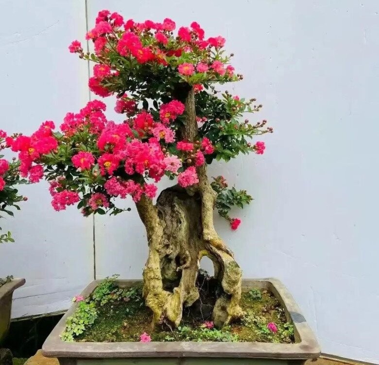 3 loại cây “trấn trạch” đẹp hơn cả trầu bà, trồng một cây hưởng phúc nhiều đời 3 loại cây “trấn trạch” đẹp hơn cả trầu bà, trồng một cây hưởng phúc nhiều đời