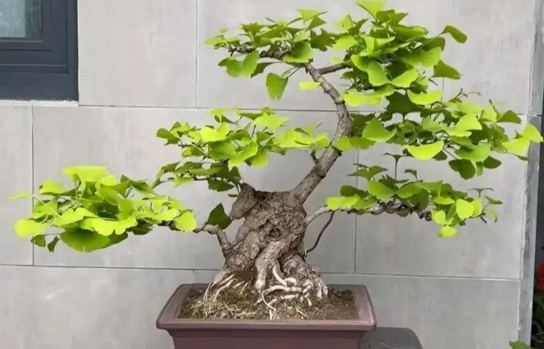 3 loại cây “trấn trạch” đẹp hơn cả trầu bà, trồng một cây hưởng phúc nhiều đời