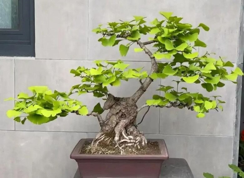 3 loại cây “trấn trạch” đẹp hơn cả trầu bà, trồng một cây hưởng phúc nhiều đời 3 loại cây “trấn trạch” đẹp hơn cả trầu bà, trồng một cây hưởng phúc nhiều đời