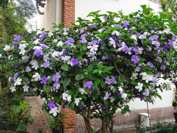Nhà đẹp – tâm an: 6 loại cây phong thủy mang năng lượng chữa lành Nhà đẹp – tâm an: 6 loại cây phong thủy mang năng lượng chữa lành