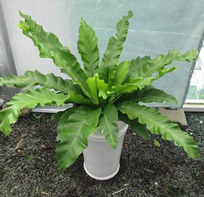 Nhà đẹp – tâm an: 6 loại cây phong thủy mang năng lượng chữa lành
