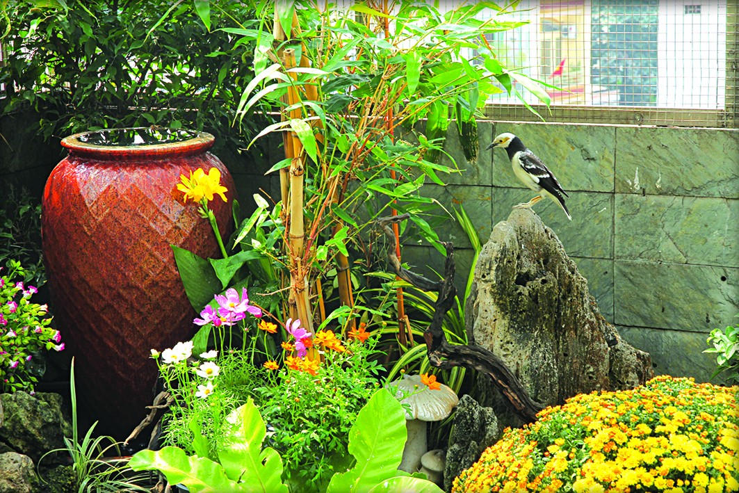 Vườn chim – nơi hồn tôi neo đậu... Vườn chim – nơi hồn tôi neo đậu...