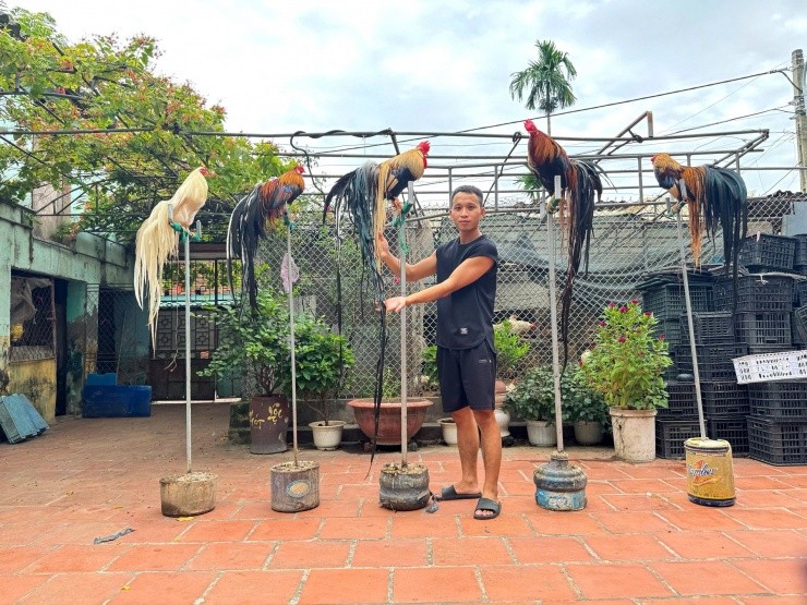 Giống gà “chân không chạm đất” nuôi ở Phú Thọ, đuôi càng dài giá càng đắt Giống gà “chân không chạm đất” nuôi ở Phú Thọ, đuôi càng dài giá càng đắt