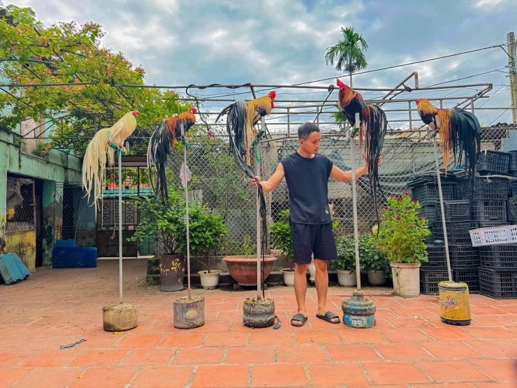 Giống gà “chân không chạm đất” nuôi ở Phú Thọ, đuôi càng dài giá càng đắt Giống gà “chân không chạm đất” nuôi ở Phú Thọ, đuôi càng dài giá càng đắt