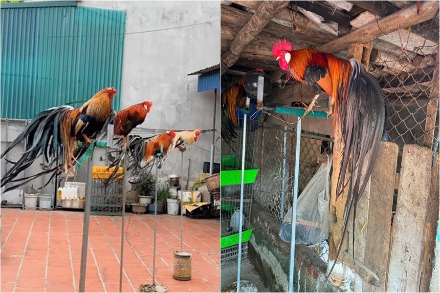 Giống gà “chân không chạm đất” nuôi ở Phú Thọ, đuôi càng dài giá càng đắt Giống gà “chân không chạm đất” nuôi ở Phú Thọ, đuôi càng dài giá càng đắt