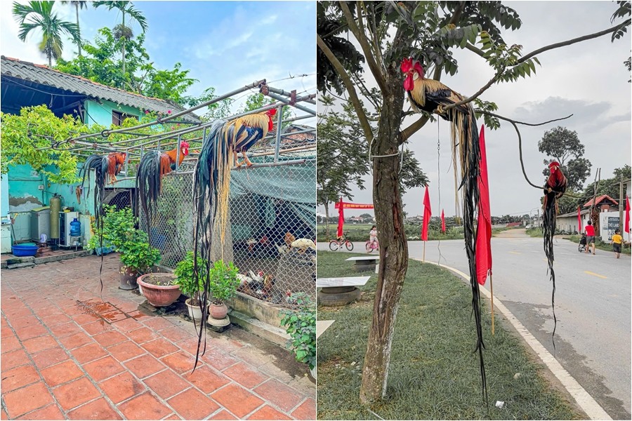 Giống gà “chân không chạm đất” nuôi ở Phú Thọ, đuôi càng dài giá càng đắt Giống gà “chân không chạm đất” nuôi ở Phú Thọ, đuôi càng dài giá càng đắt