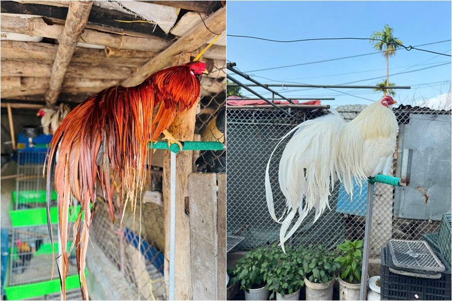 Giống gà “chân không chạm đất” nuôi ở Phú Thọ, đuôi càng dài giá càng đắt Giống gà “chân không chạm đất” nuôi ở Phú Thọ, đuôi càng dài giá càng đắt