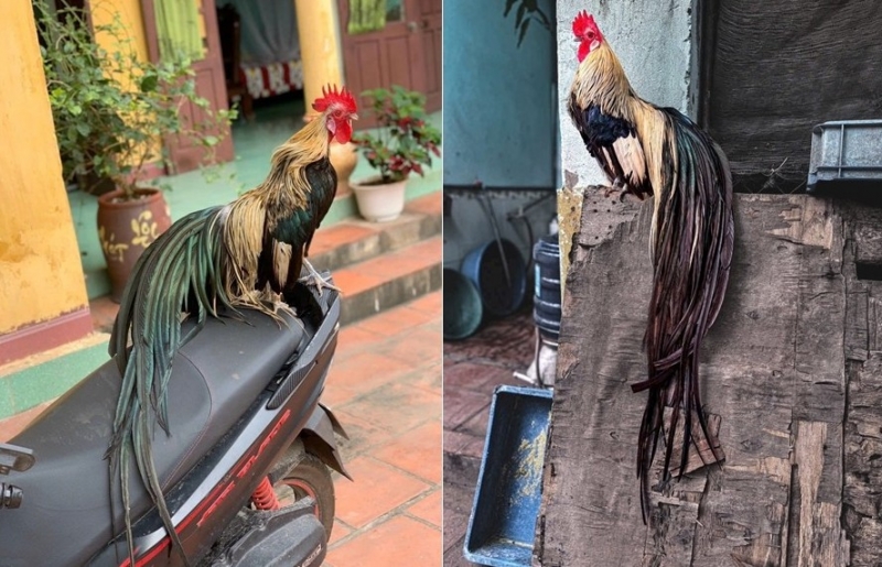 Giống gà “chân không chạm đất” nuôi ở Phú Thọ, đuôi càng dài giá càng đắt