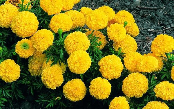 Cách trồng bông vạn thọ nở rộ đúng Tết, hoa to, màu bền