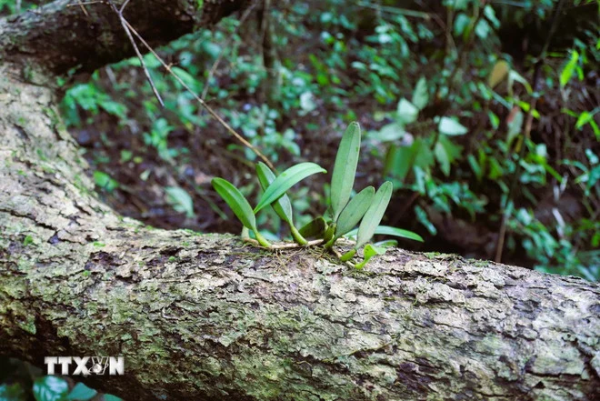 Rừng Pù Huống – kho báu đa dạng sinh học ở Nghệ An Rừng Pù Huống – kho báu đa dạng sinh học ở Nghệ An