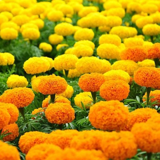 Cách trồng bông vạn thọ nở rộ đúng Tết, hoa to, màu bền