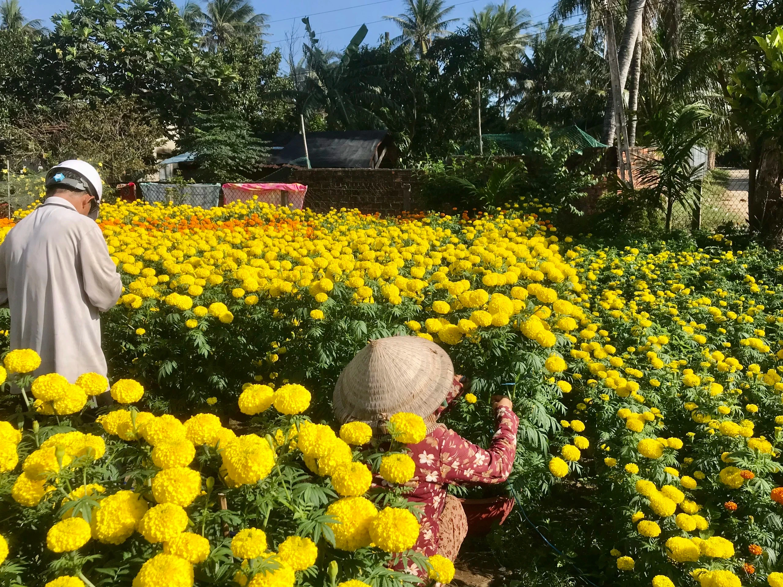 Cách trồng bông vạn thọ nở rộ đúng Tết, hoa to, màu bền