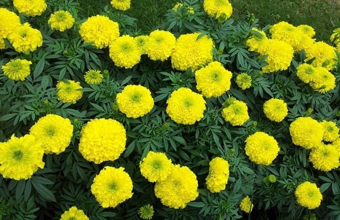 Cách trồng bông vạn thọ nở rộ đúng Tết, hoa to, màu bền