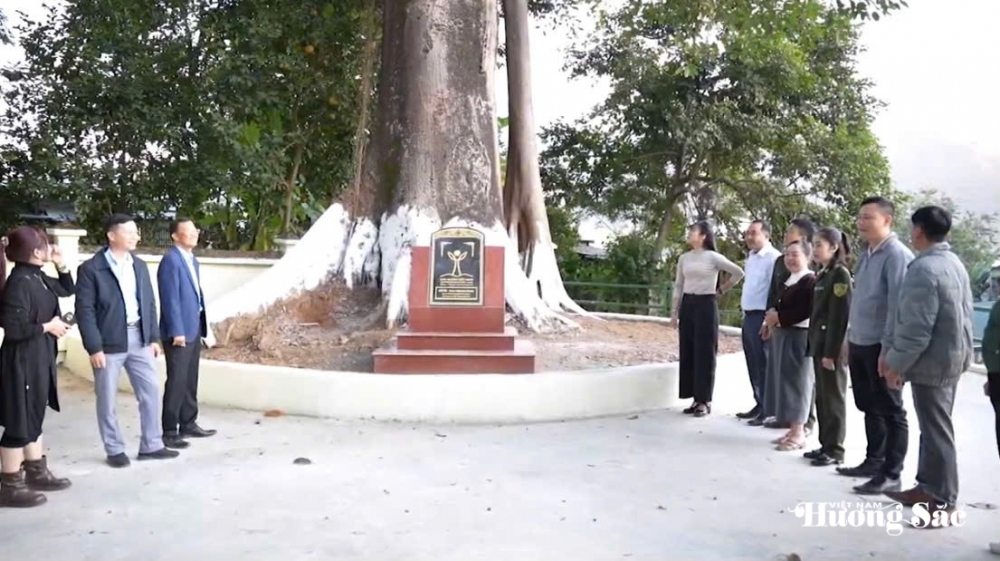 Hai cây đa Di sản: Dấu ấn 500 năm và khát vọng Than Uyên vươn mình trong kỷ nguyên mới Hai cây đa Di sản: Dấu ấn 500 năm và khát vọng Than Uyên vươn mình trong kỷ nguyên mới
