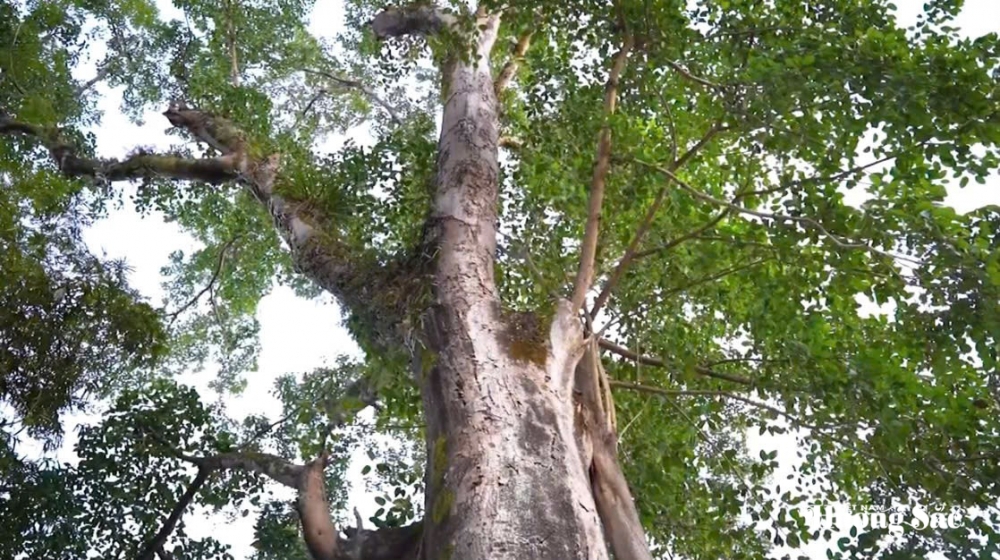 Hai cây đa Di sản: Dấu ấn 500 năm và khát vọng Than Uyên vươn mình trong kỷ nguyên mới Hai cây đa Di sản: Dấu ấn 500 năm và khát vọng Than Uyên vươn mình trong kỷ nguyên mới