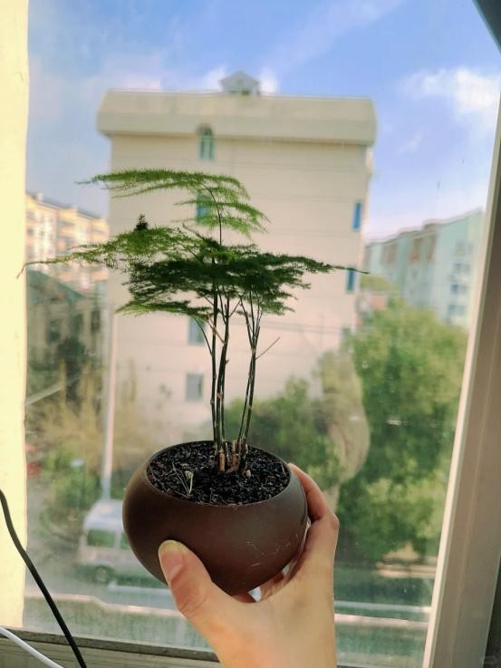 Phòng khách có hoa, tài lộc ghé nhà: Gợi ý những loài hoa dễ trồng, đẹp bền