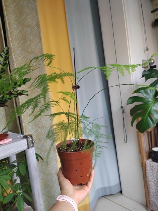 Phòng khách có hoa, tài lộc ghé nhà: Gợi ý những loài hoa dễ trồng, đẹp bền