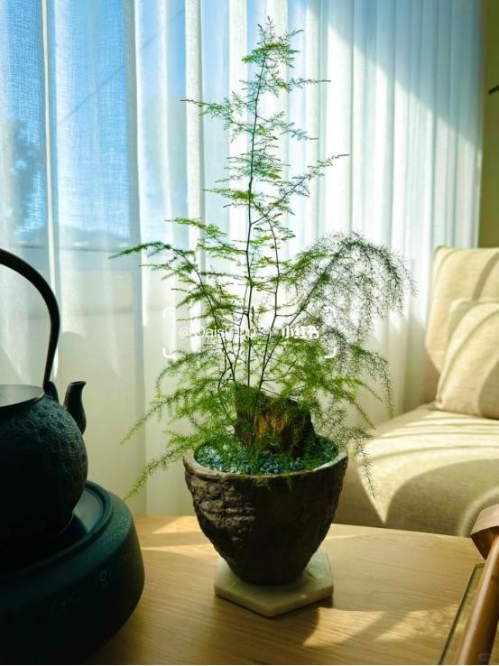 Phòng khách có hoa, tài lộc ghé nhà: Gợi ý những loài hoa dễ trồng, đẹp bền