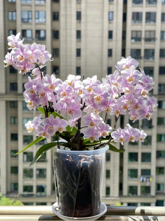Phòng khách có hoa, tài lộc ghé nhà: Gợi ý những loài hoa dễ trồng, đẹp bền