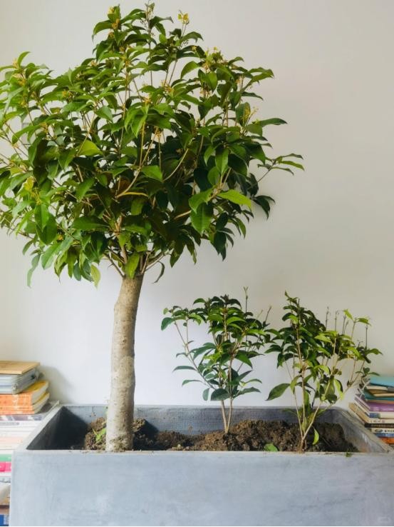 Phòng khách có hoa, tài lộc ghé nhà: Gợi ý những loài hoa dễ trồng, đẹp bền