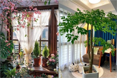 Phòng khách có hoa, tài lộc ghé nhà: Gợi ý những loài hoa dễ trồng, đẹp bền