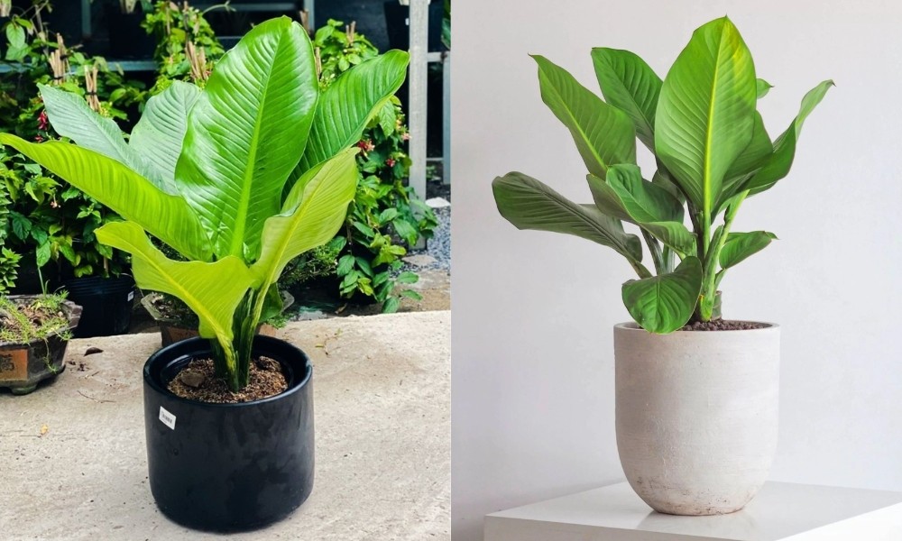 Đại phú gia: Loài cây phù hợp mọi mệnh, mọi tuổi và cách đặt đúng chuẩn phong thủy Đại phú gia: Loài cây phù hợp mọi mệnh, mọi tuổi và cách đặt đúng chuẩn phong thủy