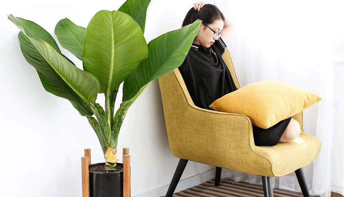 Đại phú gia: Loài cây phù hợp mọi mệnh, mọi tuổi và cách đặt đúng chuẩn phong thủy