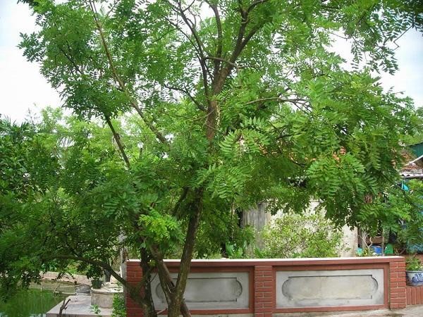 Những gia đình xưa có phúc khí thường trồng hai loài cây này trước cổng