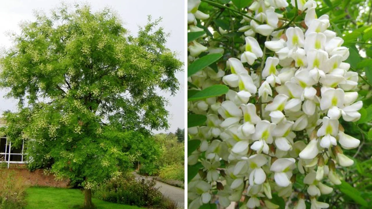 Những gia đình xưa có phúc khí thường trồng hai loài cây này trước cổng