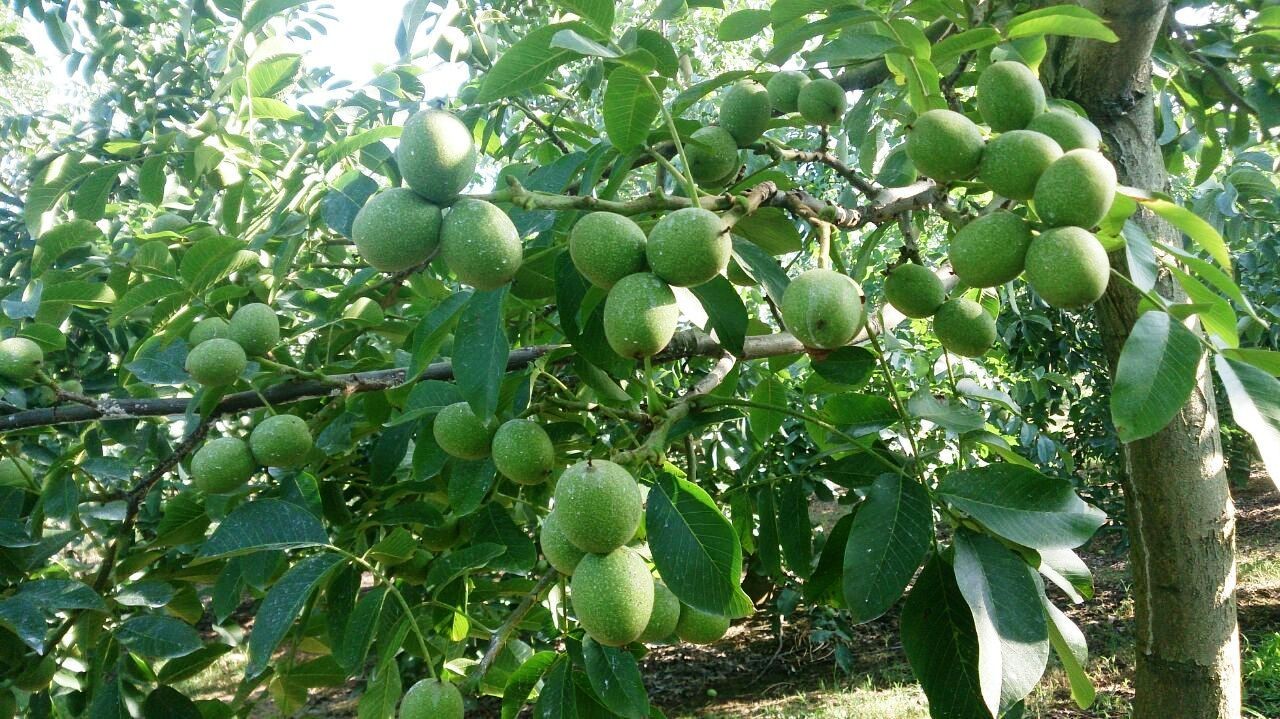 Những gia đình xưa có phúc khí thường trồng hai loài cây này trước cổng