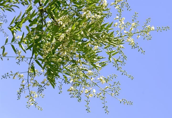 Những gia đình xưa có phúc khí thường trồng hai loài cây này trước cổng