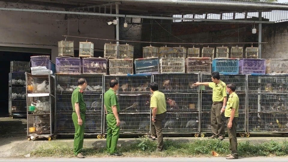 Vĩnh Long: Tạm giữ hơn 1.900 con chim cảnh không có hồ sơ hợp pháp