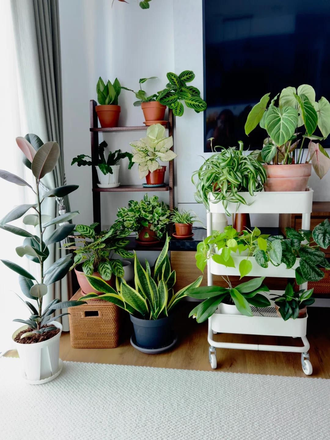 Nhà chật đến mấy, cũng nên trồng ít nhất một trong 3 nhóm cây này: Vừa đẹp nhà, vừa tốt cho sức khỏe