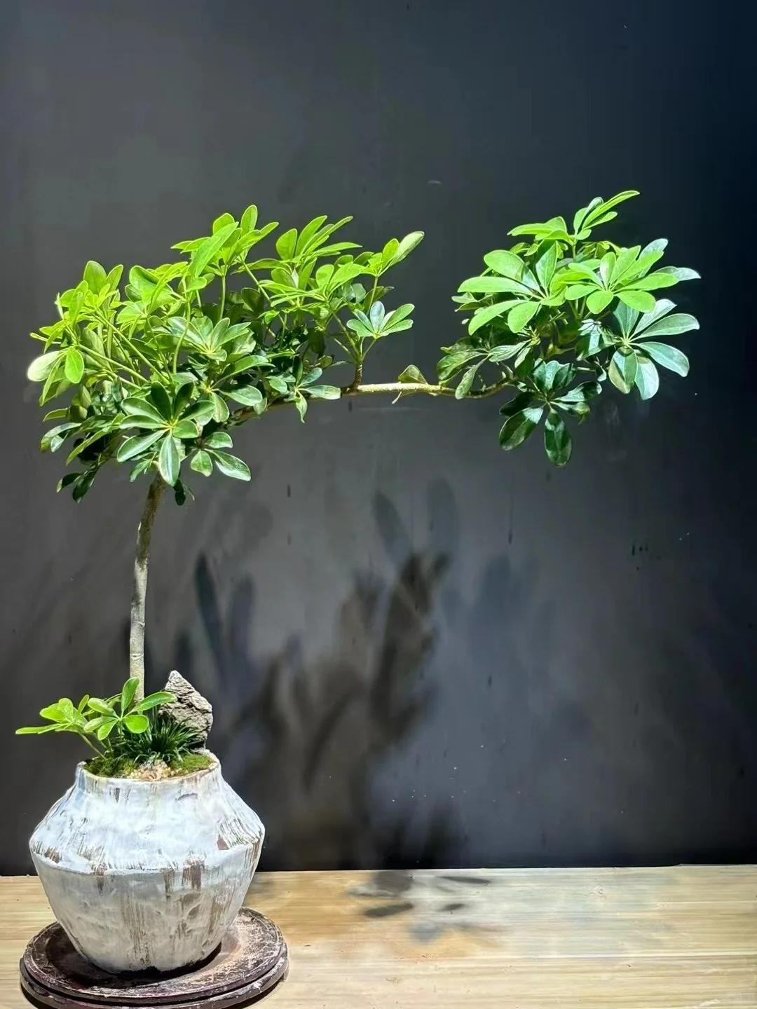 Nhà chật đến mấy, cũng nên trồng ít nhất một trong 3 nhóm cây này: Vừa đẹp nhà, vừa tốt cho sức khỏe