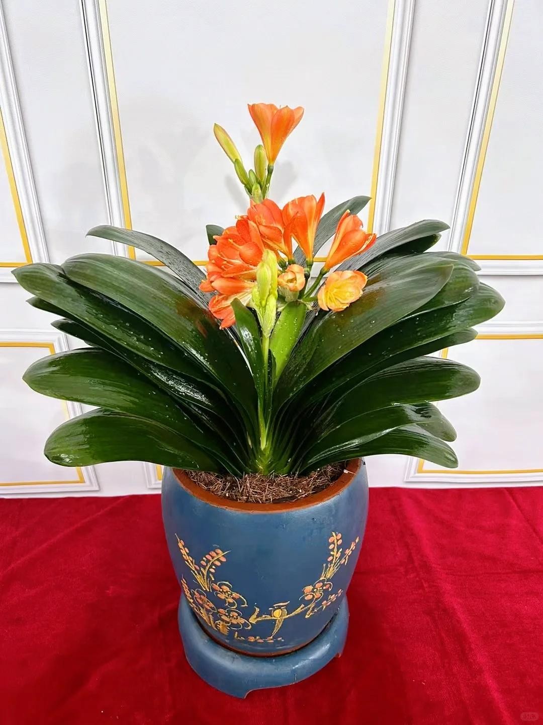 Nhà chật đến mấy, cũng nên trồng ít nhất một trong 3 nhóm cây này: Vừa đẹp nhà, vừa tốt cho sức khỏe