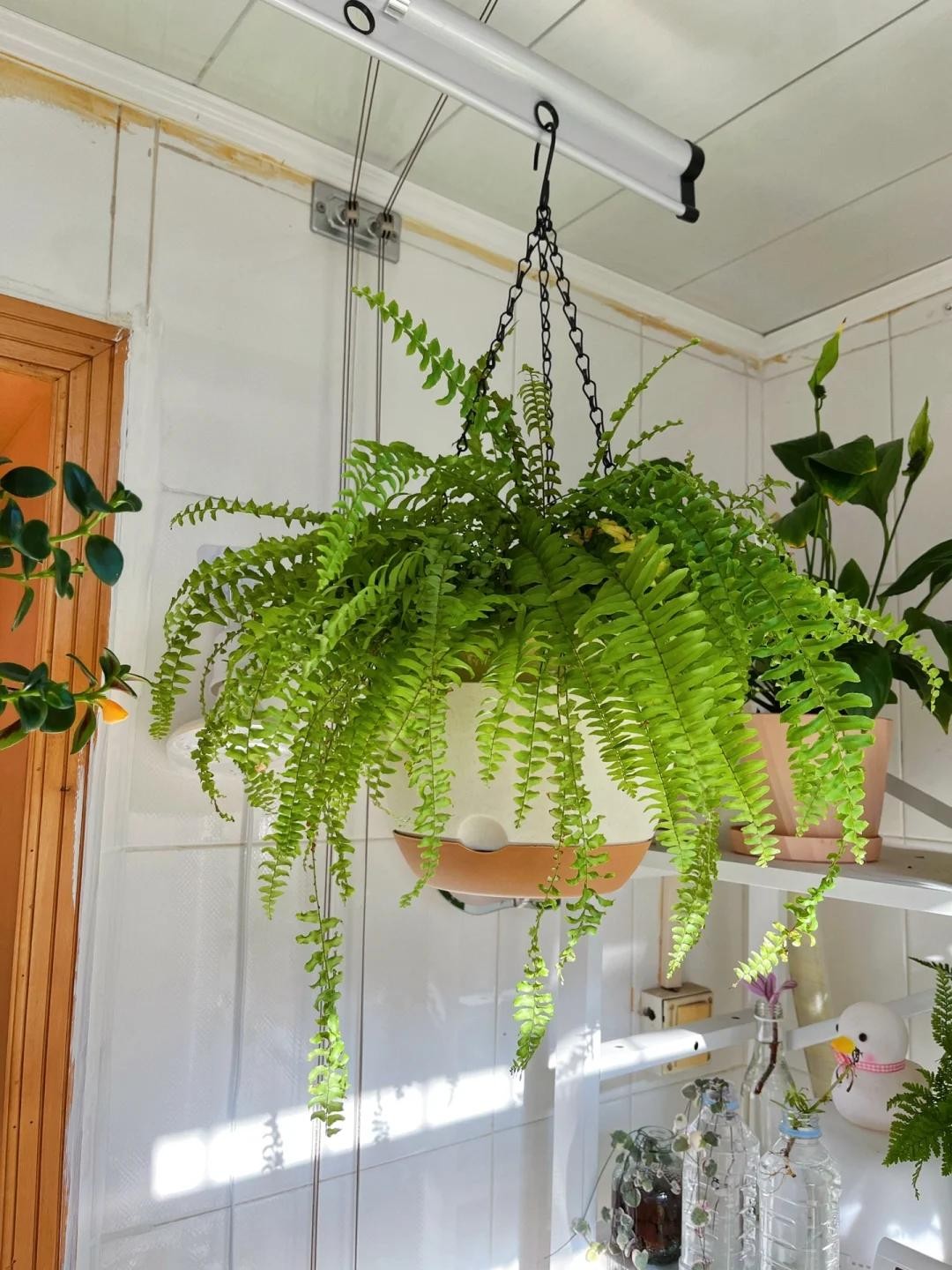 Nhà chật đến mấy, cũng nên trồng ít nhất một trong 3 nhóm cây này: Vừa đẹp nhà, vừa tốt cho sức khỏe