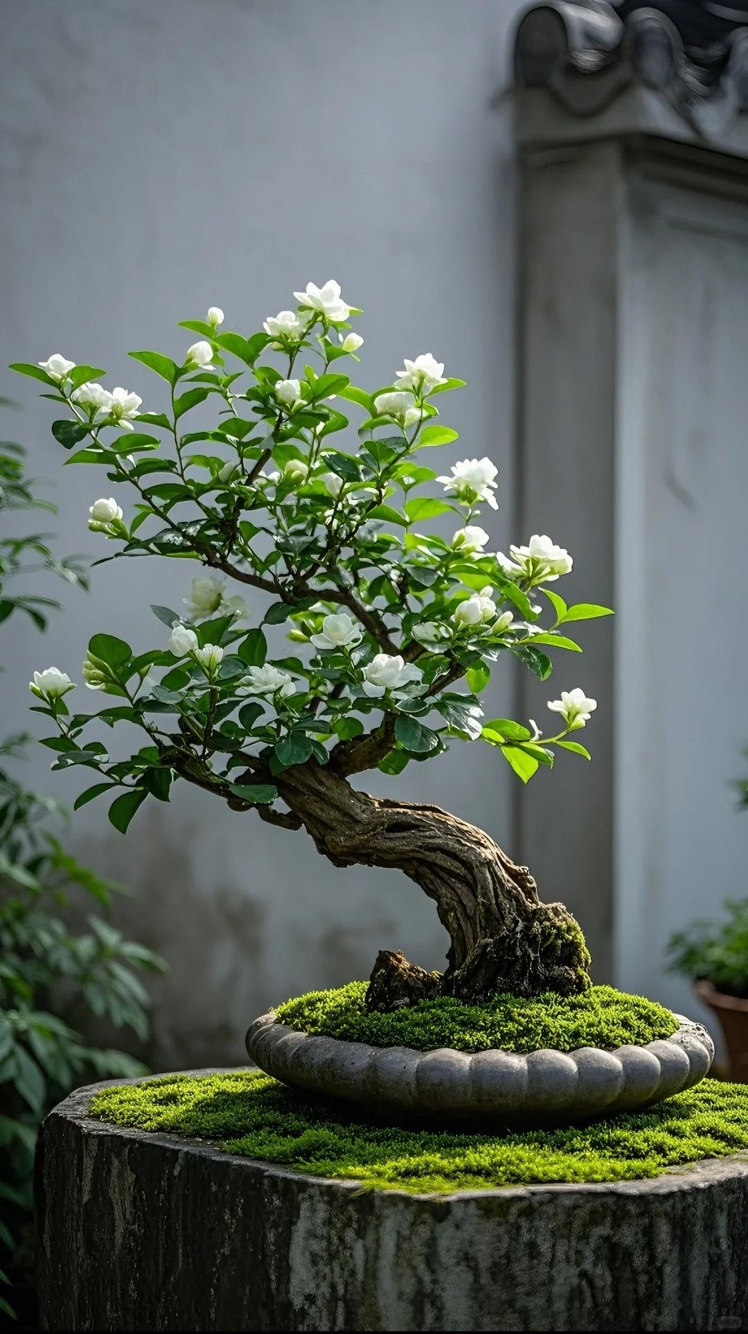 Nhà chật đến mấy, cũng nên trồng ít nhất một trong 3 nhóm cây này: Vừa đẹp nhà, vừa tốt cho sức khỏe
