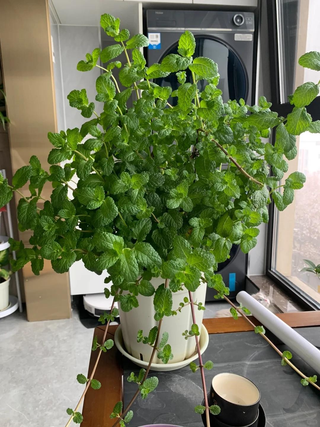 Nhà chật đến mấy, cũng nên trồng ít nhất một trong 3 nhóm cây này: Vừa đẹp nhà, vừa tốt cho sức khỏe