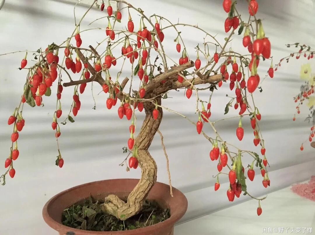 Nhà chật đến mấy, cũng nên trồng ít nhất một trong 3 nhóm cây này: Vừa đẹp nhà, vừa tốt cho sức khỏe