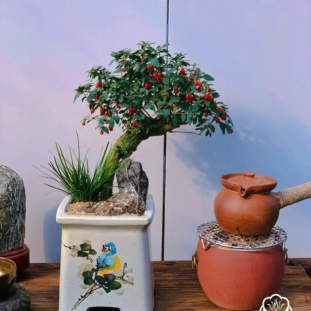 Nhà chật đến mấy, cũng nên trồng ít nhất một trong 3 nhóm cây này: Vừa đẹp nhà, vừa tốt cho sức khỏe
