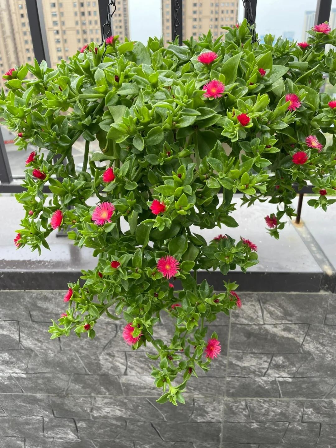 Nhà chật đến mấy, cũng nên trồng ít nhất một trong 3 nhóm cây này: Vừa đẹp nhà, vừa tốt cho sức khỏe