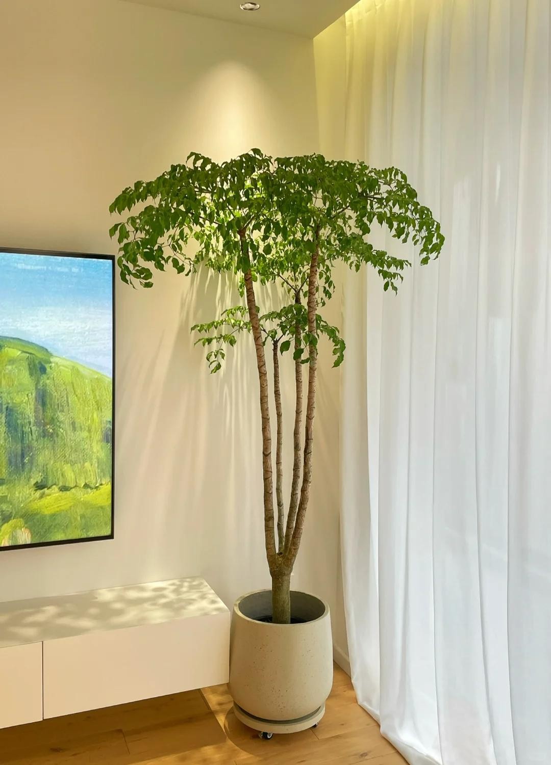 Nhà chật đến mấy, cũng nên trồng ít nhất một trong 3 nhóm cây này: Vừa đẹp nhà, vừa tốt cho sức khỏe