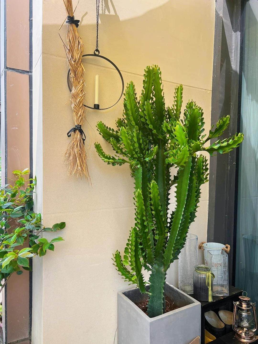 Nhà chật đến mấy, cũng nên trồng ít nhất một trong 3 nhóm cây này: Vừa đẹp nhà, vừa tốt cho sức khỏe