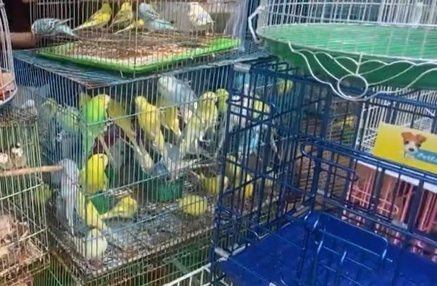TP.HCM kiểm tra cửa hàng chim cảnh nổi tiếng, tạm giữ 341 cá thể không có hồ sơ nguồn gốc TP.HCM kiểm tra cửa hàng chim cảnh nổi tiếng, tạm giữ 341 cá thể không có hồ sơ nguồn gốc