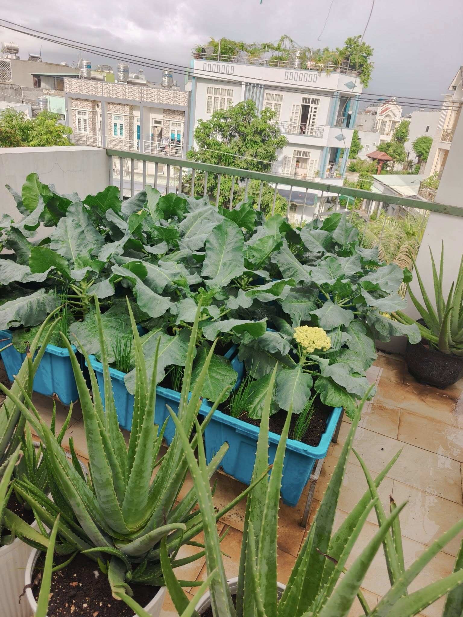 Bà mẹ 3 con biến sân thượng 30m² thành “nông trại mini” giữa TP. HCM Bà mẹ 3 con biến sân thượng 30m² thành “nông trại mini” giữa TP. HCM