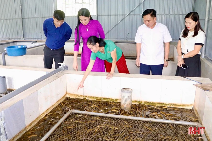 Nuôi con khó tính này trong bể xi măng, nông dân Hà Tĩnh thu hơn 6 tấn chỉ sau 10 tháng Nuôi con khó tính này trong bể xi măng, nông dân Hà Tĩnh thu hơn 6 tấn chỉ sau 10 tháng